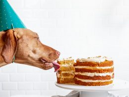 dog cake places
