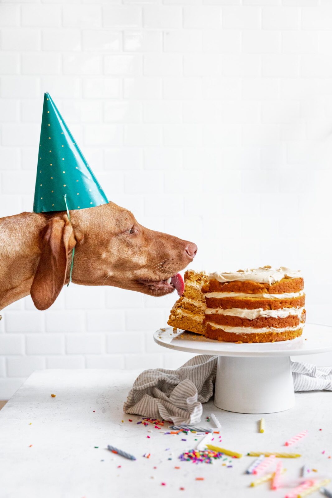 Dog eating a birthday cake